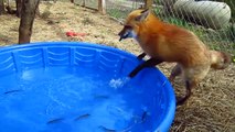 Funny Fox tries to catch and eat small fishes in a water tank