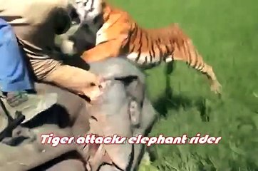 Greatest Tiger Attack At Man - Animal Fighting Video -