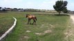 Une maman cheval apprend à son petit à sauter