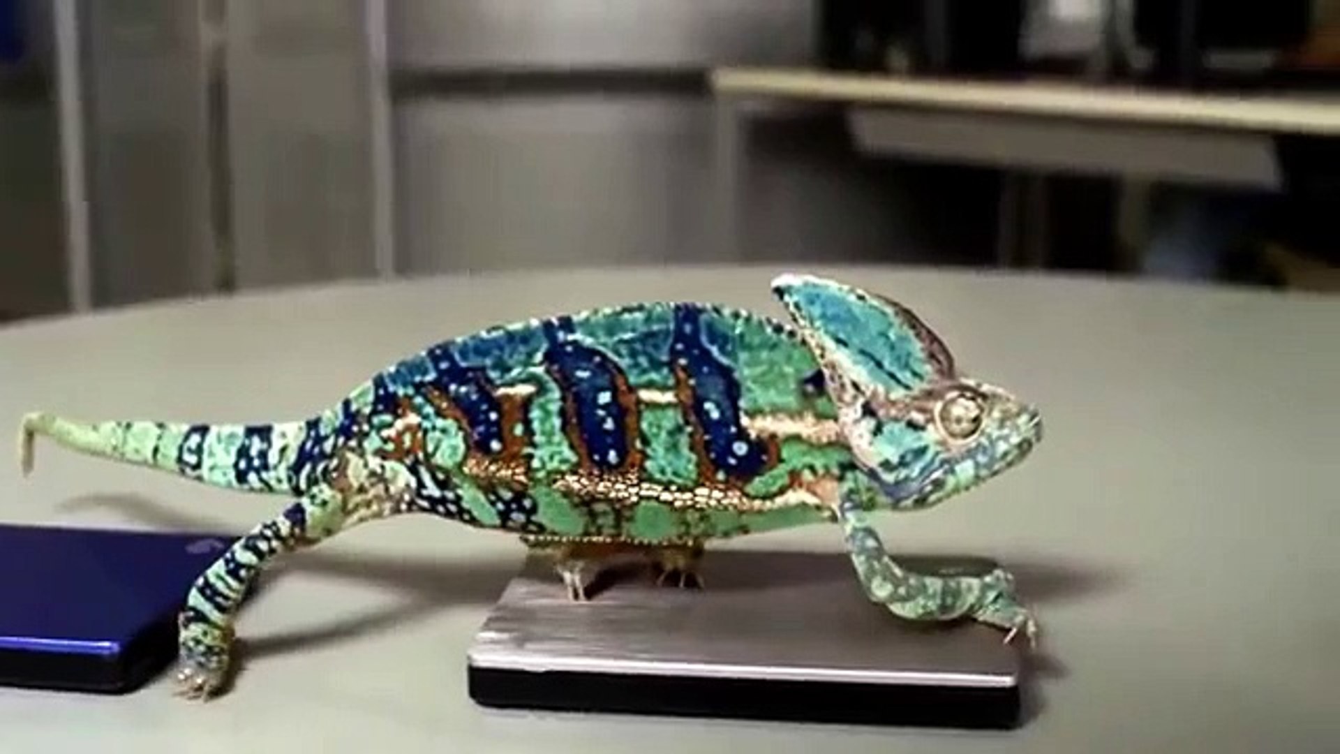 ⁣Хамелеон меняет цвет. Забавный хамелеон изменяет окраску