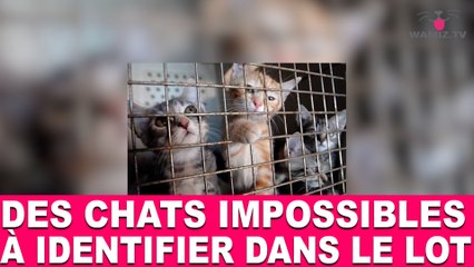 Des chats impossibles à identifier dans le Lot! Aujourd'hui dans la minute chat #82
