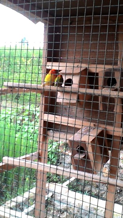 Penangkaran Burung Lovebird Pandeglang Banten