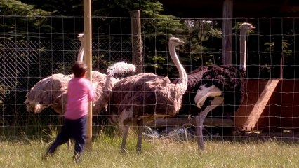 What We Did On Our Holiday - Trailer