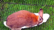 Funny Animal - Animal Mating Best Moment Compilation 2015 - Animals Mating #2