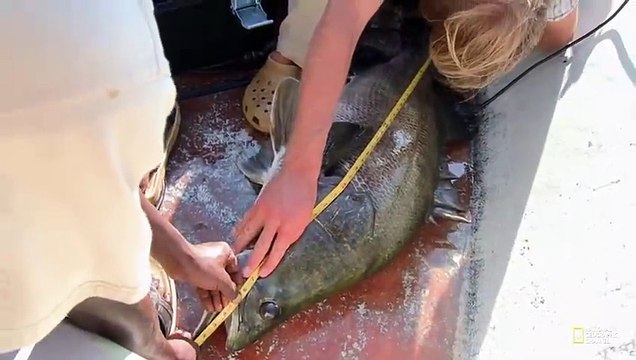 Fish Warrior: Nile Mammoth (National Geographic Fishing Documentary)