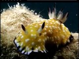 Gary's Amazing Creatures Of The Sea Nudibranch