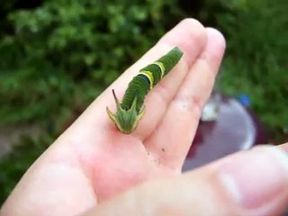 One of God's amazing creatures!