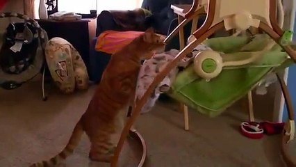 You don’t need a babysitter with a cat like this émoticône heart Amazing...