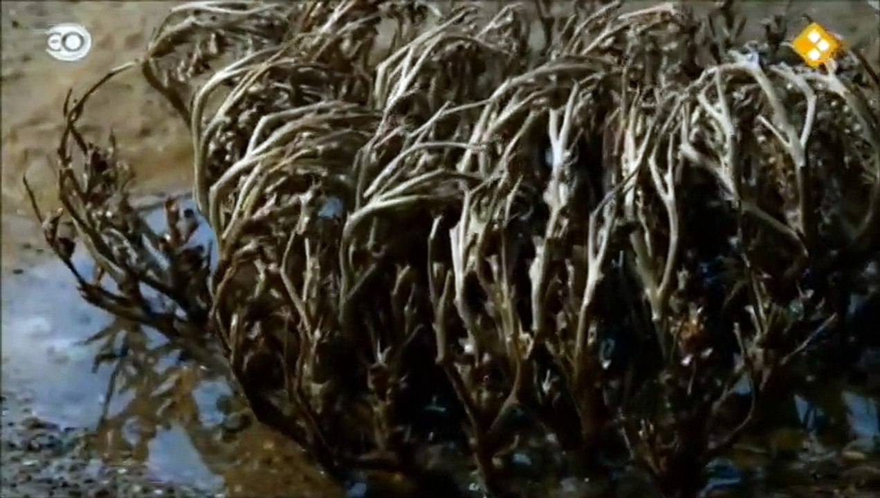 eo natuurfilm africa 'De Sahara' deel 2