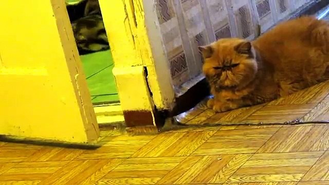 Пончик и Макаронка. Прикол, кот экзот охотится за трехцветной кошкой.