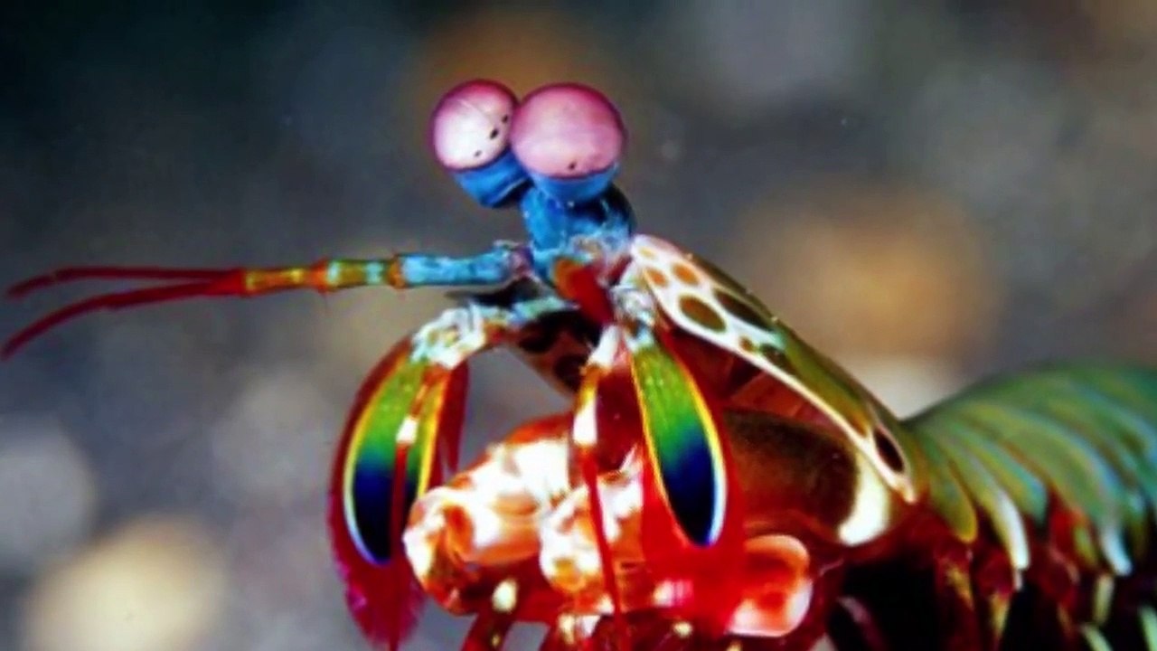 Animals You Wont Believe Exist