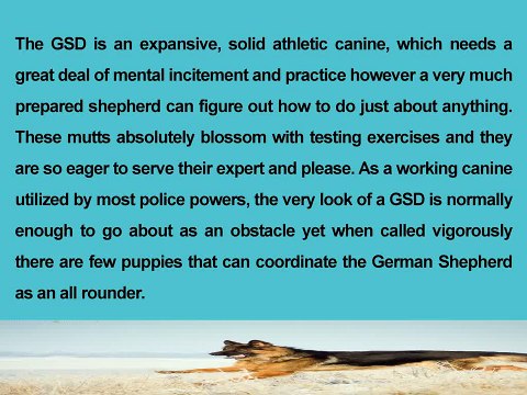 Texas Big German Shepherds | Things to trained german shepherds