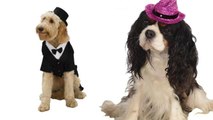 New Year's Eve costumes for a dapper dog