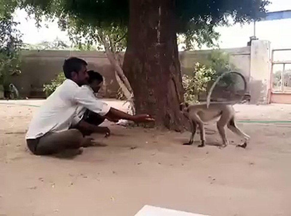 Funny Videos of Monkey - Must Watch