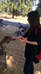 Funny Videos of Wats App - Monkey Vs. Beautiful Girl