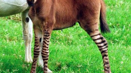 LOS CASOS REALES DE ANIMALES HIBRIDOS EXTREMOS