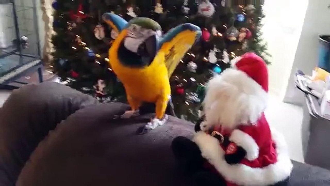 Parrot Attacks Santa