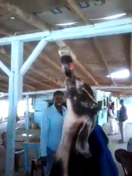 Bakra drinking coke