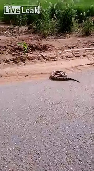 Snake on the street