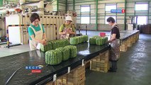 Square watermelons Japan. English version