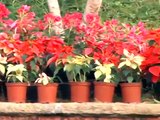 Trivandrum Flower Show 2015 Kanakakunnu Palace Full Video | Kerala Tourism Department