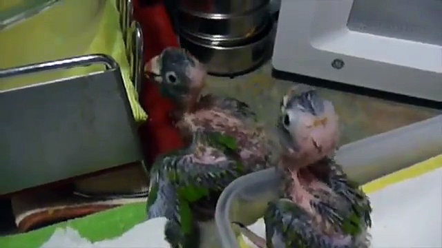 Blue Crown Conure babies www.exoticparrots4sale.com