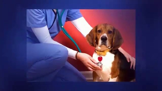 Dog Insurance Reviews