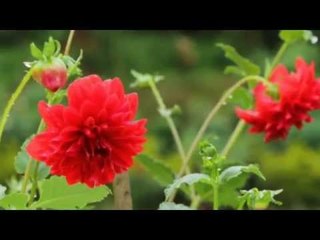 Christian Devotional Mariyan Non Stop Hits | Mathave |  Jino | Zion Classics