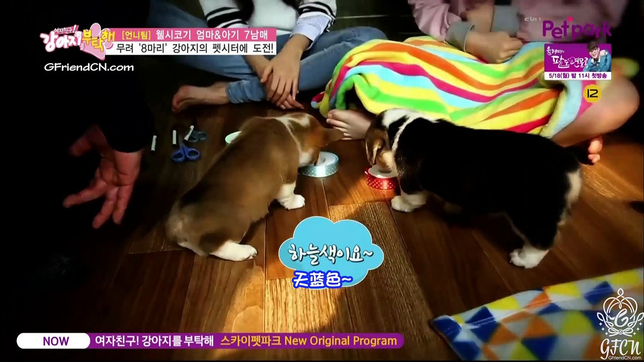 【GFCN普效中字】150512.SkyPetpark.GFriend! 拜託小狗.E05.1080p