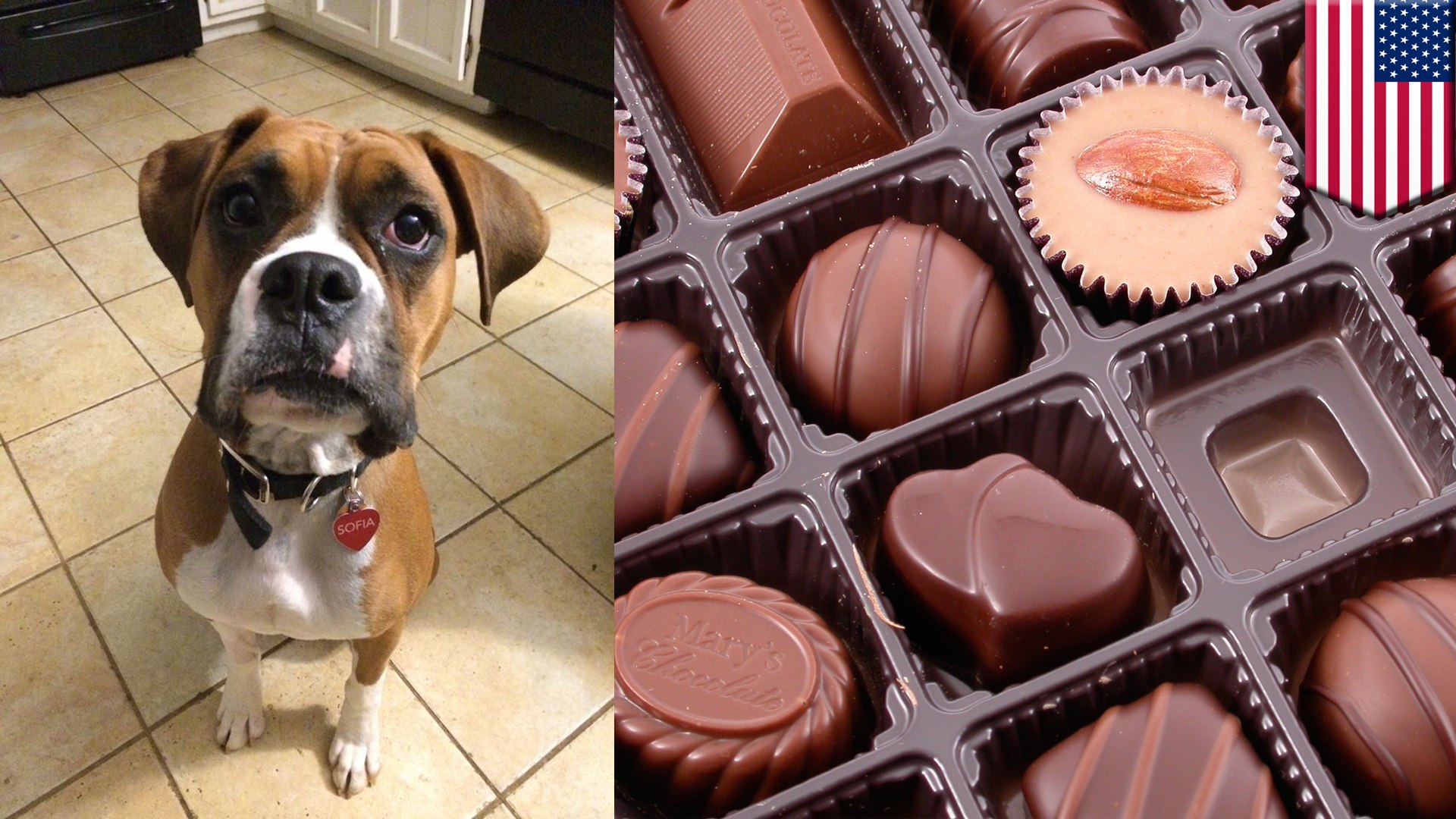 How To Make A Dog Throw Up After Eating Chocolate