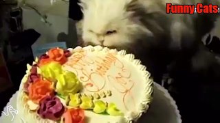Funny Cats Compilation 2016 - vidéo Dailymotion humour blague sexy girl marran