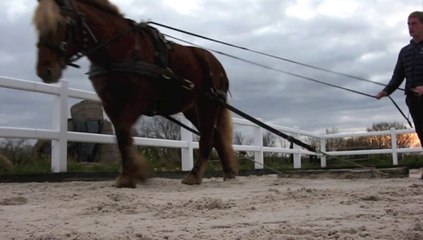 Nourard-le-Franc : Benjamin Poilleux, l'ami des chevaux