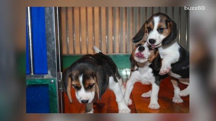 Couple spends $100K to clone puppies