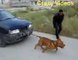 Crazy Videos - Strong Pitbull Dog Pulls a Car!