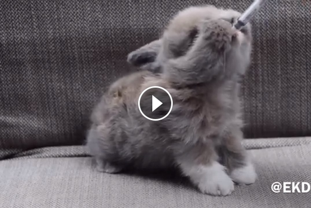 This Adorable Bunny Enjoying hHs Milk Will Warm Your Cold Winter Heart.