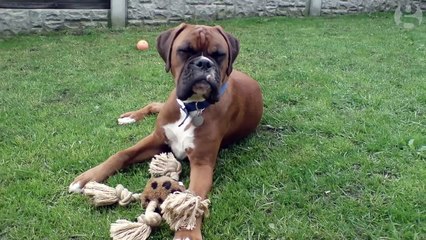 Son chien lui manque, elle paye 90 000 euros pour le cloner