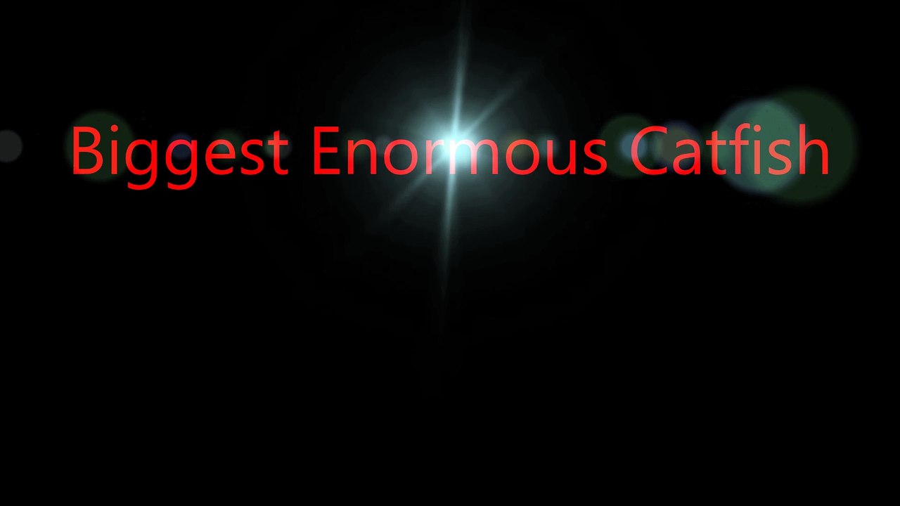 Biggest Enormous Catfish