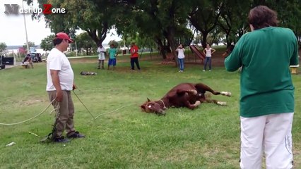 Funny Horses - A Funny Horse Videos Compilation 2015