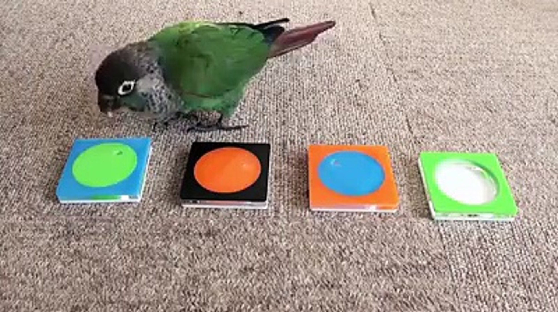 Very intelligent parrot