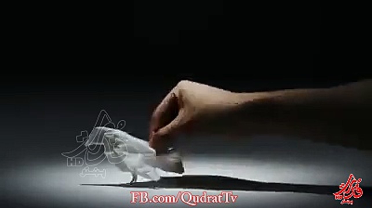Bird fly up