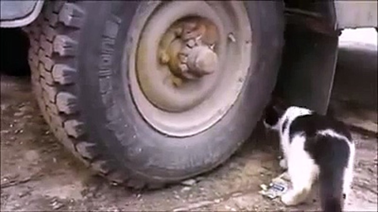 Cat searching for mouse