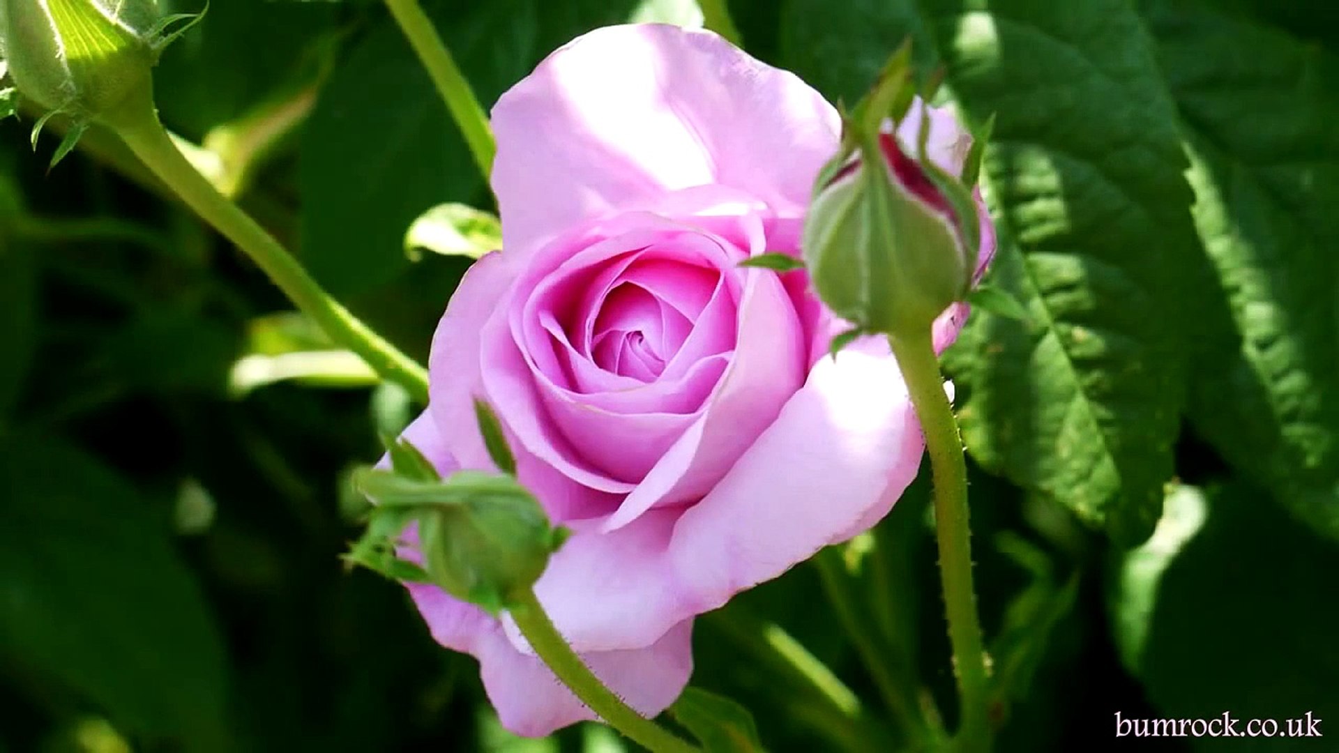 Beautiful Roses Wallpapers Happy Birthday