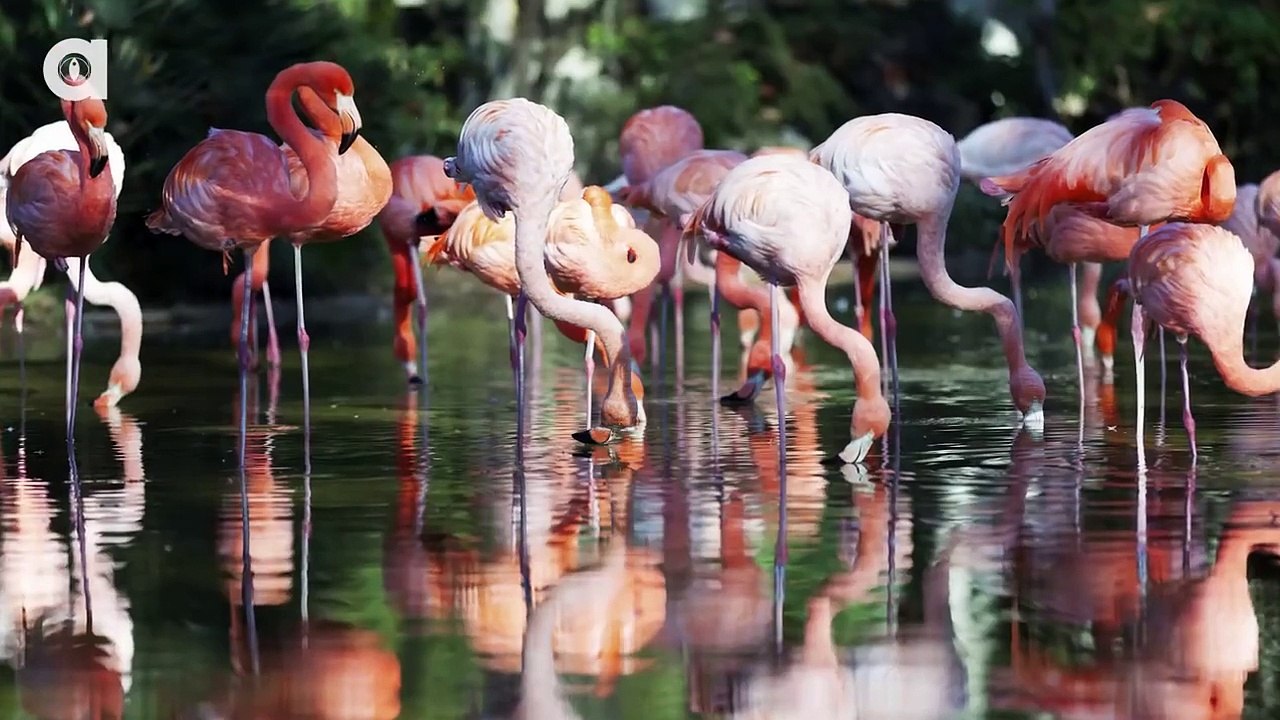 Weird creature: Flamingos eating with their heads upside down!