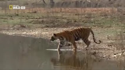 [Nat Geo Wild HD] Tigers Revenge HD (Nature Documentary)