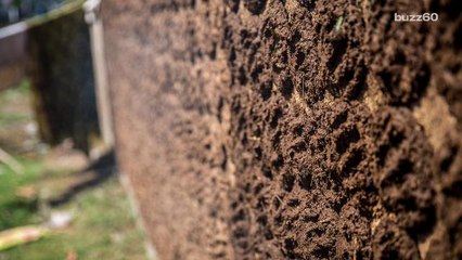 Amazon is selling cow poop online