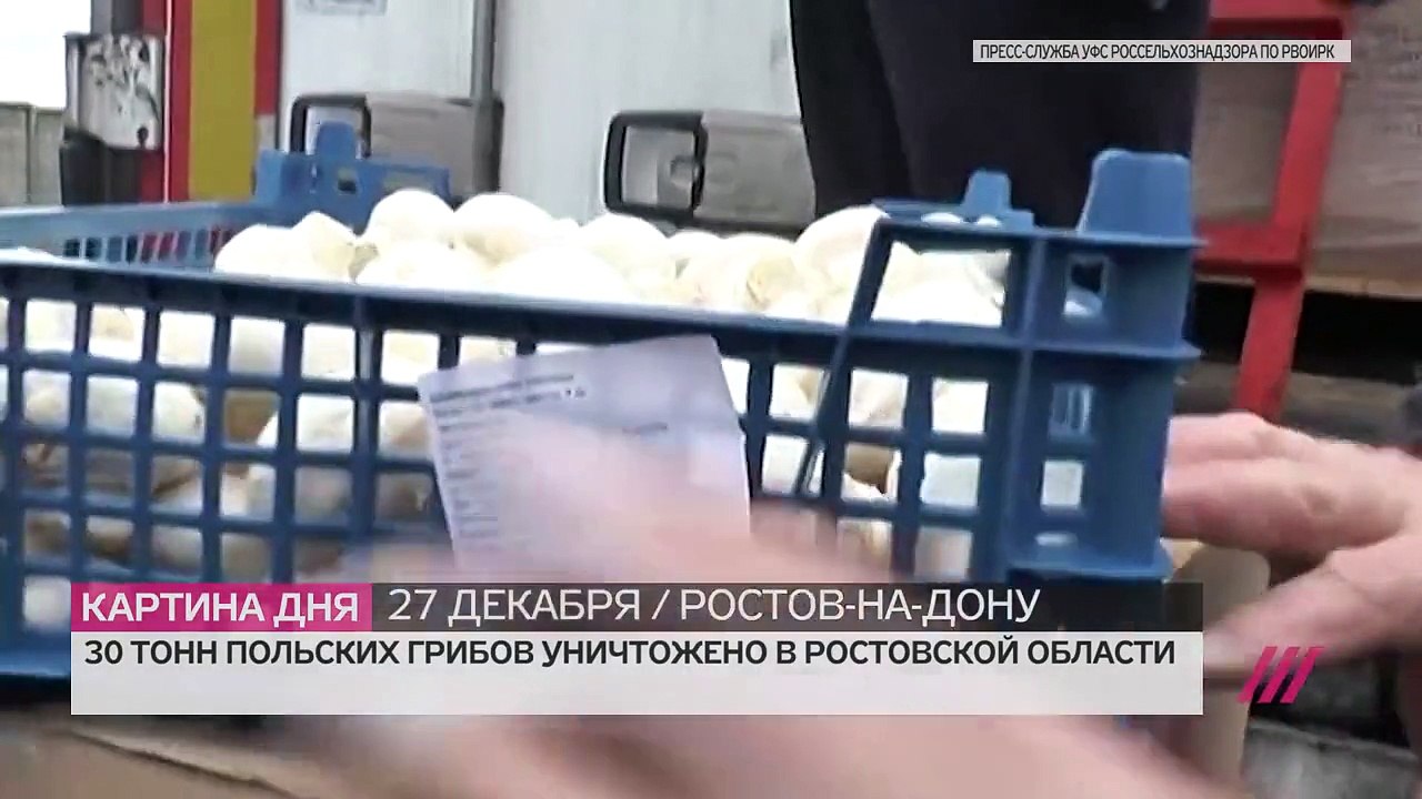 Чайки едят тонны запрещенных грибов