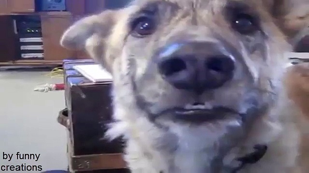 Ultimate Funny Dog tease-very funny-talking dog