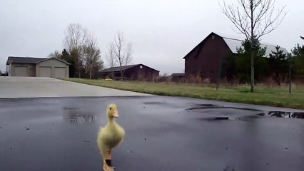 El paseo de un patito