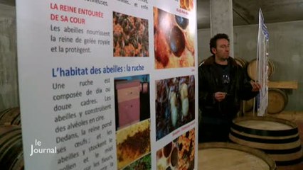 Vignoble La Chaume: Une expo consacrée aux abeilles (Vendée)