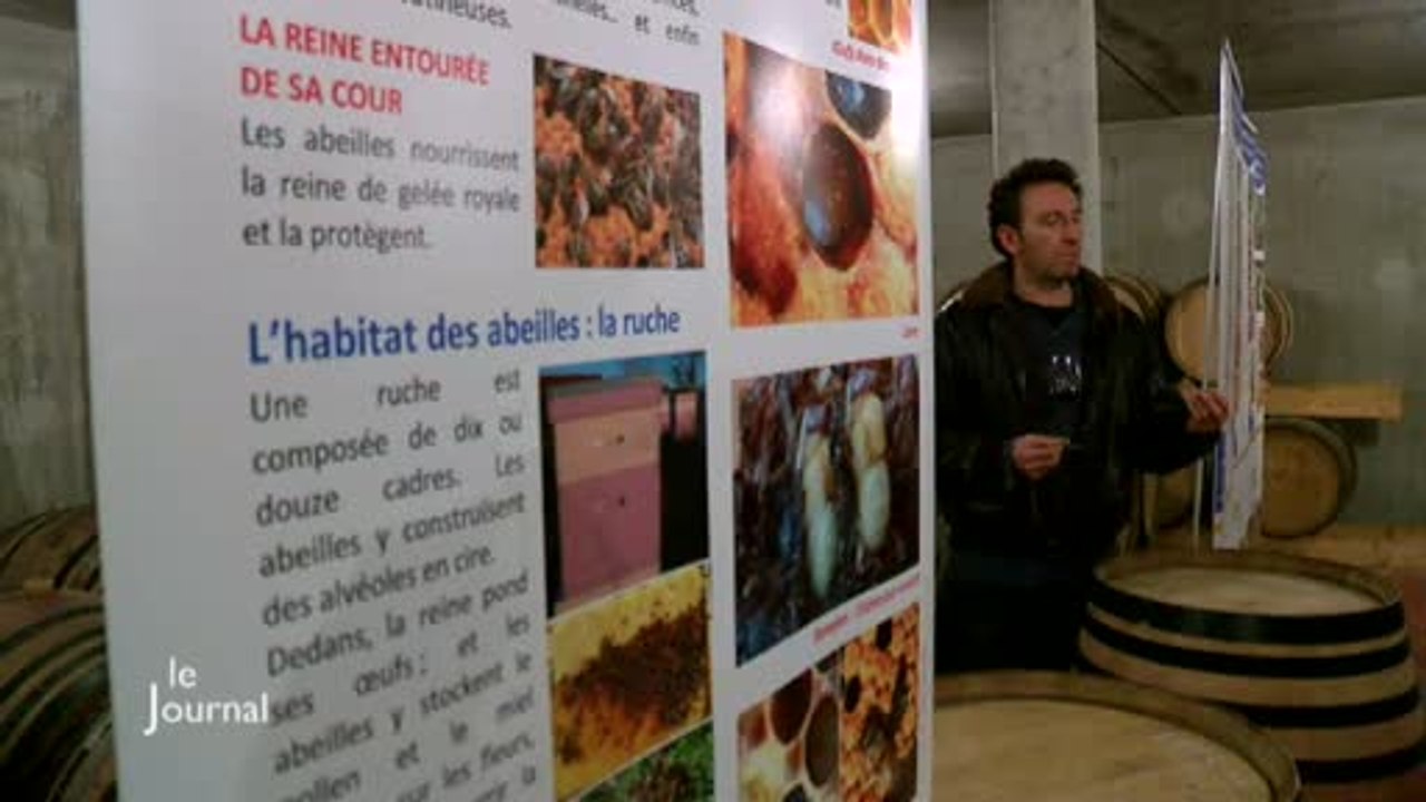 Vignoble La Chaume: Une expo consacrée aux abeilles (Vendée)